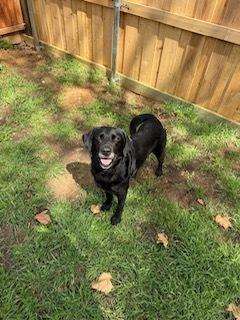 26-060 Boone “COMING SOON!”, a Adoptable mixed breed in Richardson, TX image 3/3