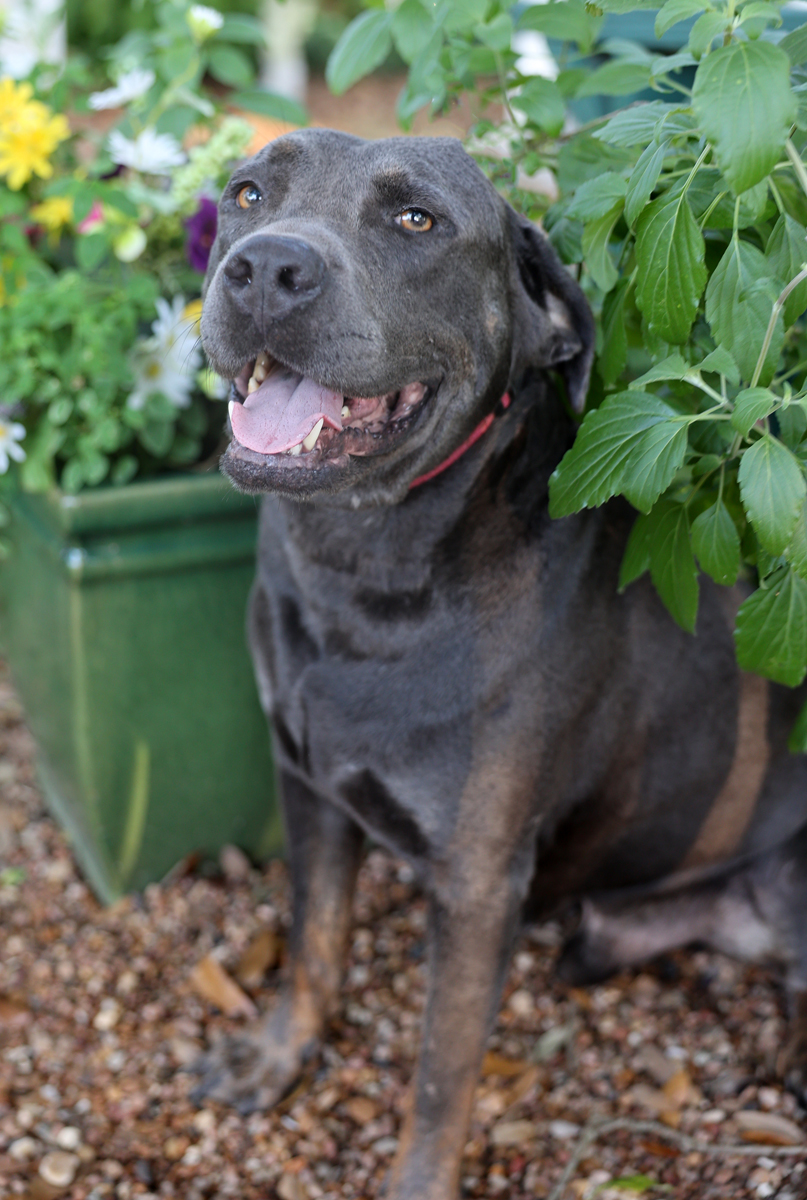 Ken--- loveable and fun boy, Adopted, Adult Male Labrador Retriever & Rottweiler.