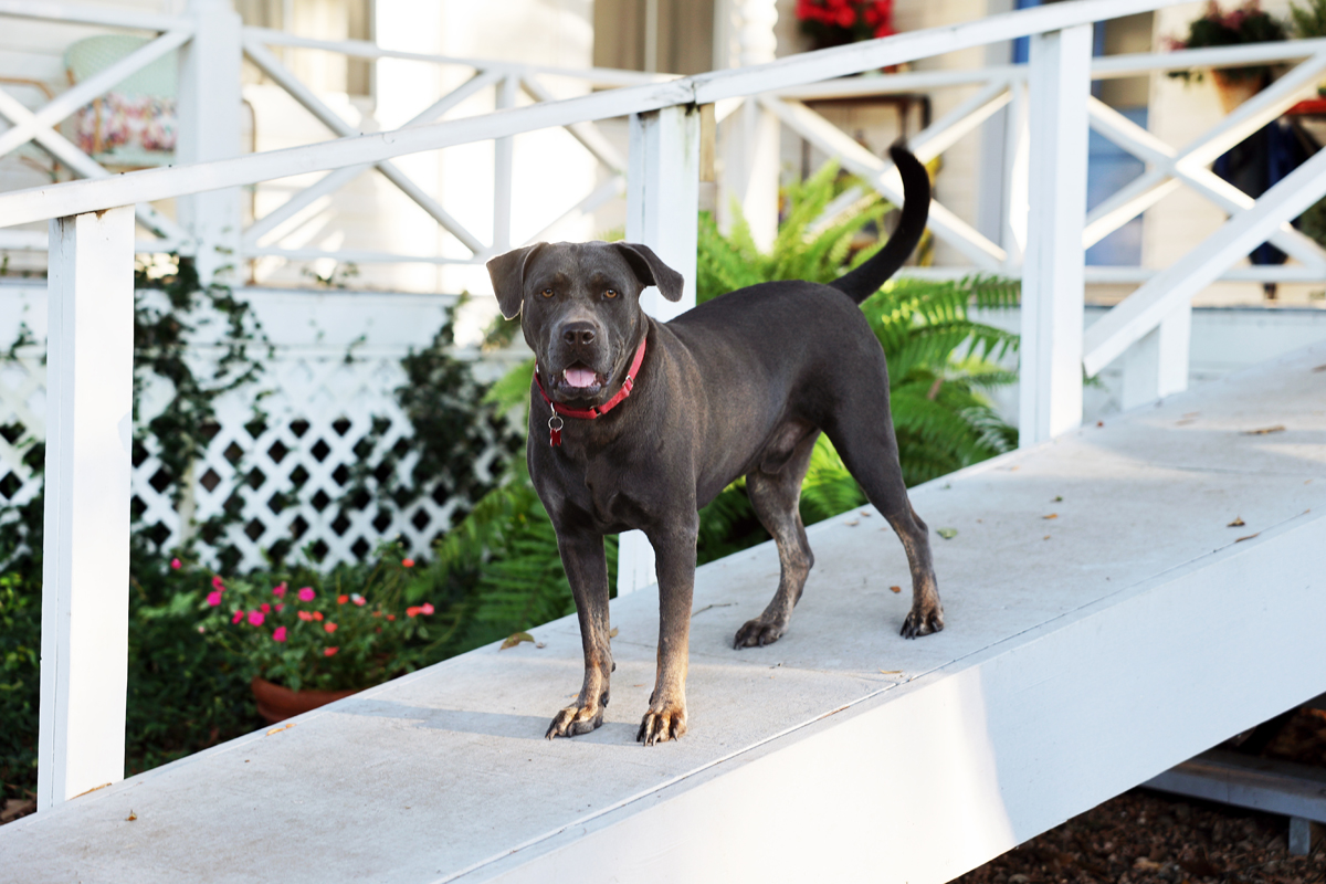 Enlarge Ken--- loveable and fun boy, a Adopted mixed breed in Seattle, WA image 2/6