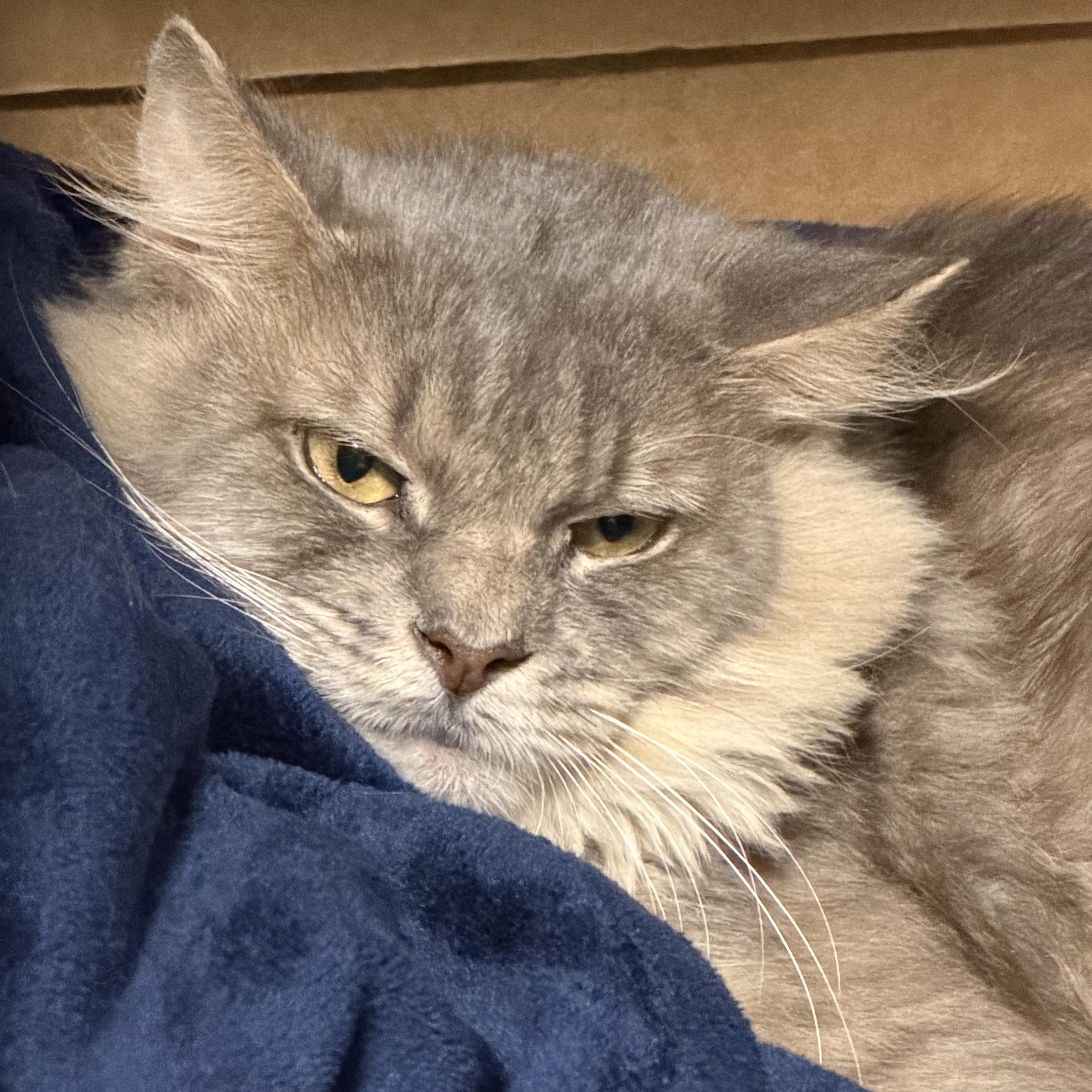 Enlarge Ashfur, a Adoptable Domestic Medium Hair in Pottsville, PA image 3/4