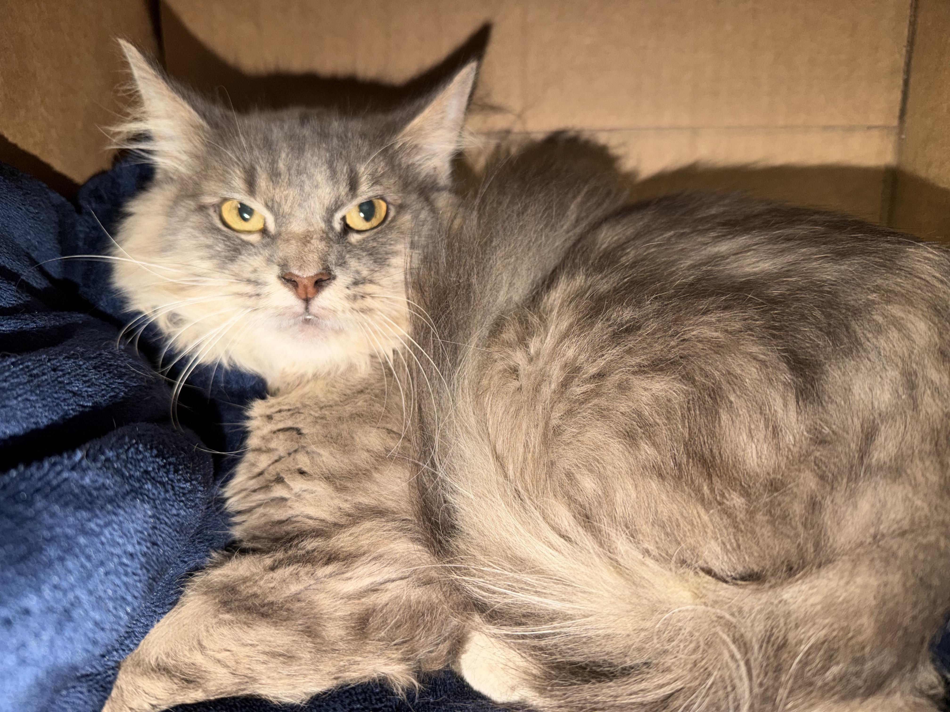 Enlarge Ashfur, a Adoptable Domestic Medium Hair in Pottsville, PA image 4/4