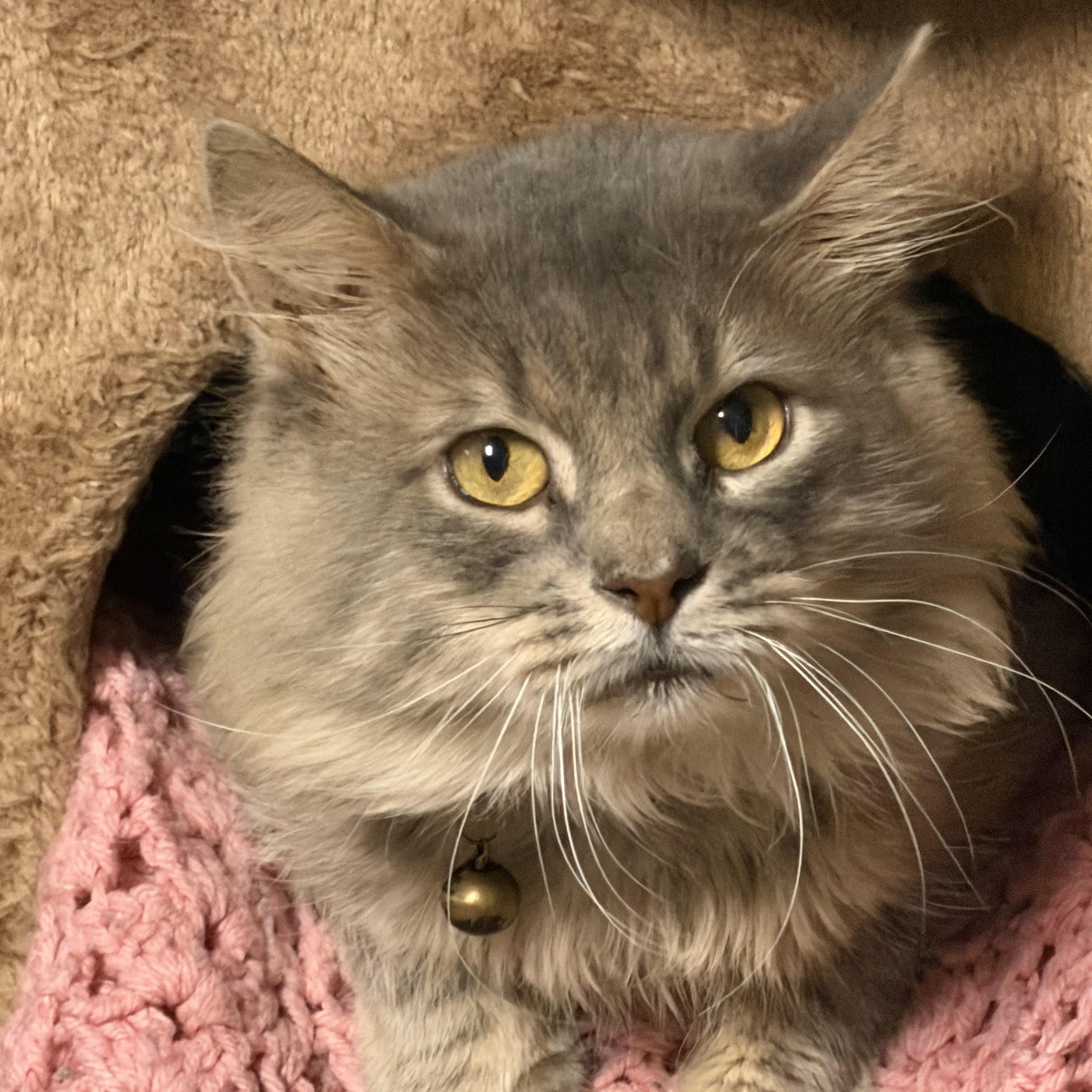Enlarge Ashfur, a Adoptable Domestic Medium Hair in Pottsville, PA image 1/4