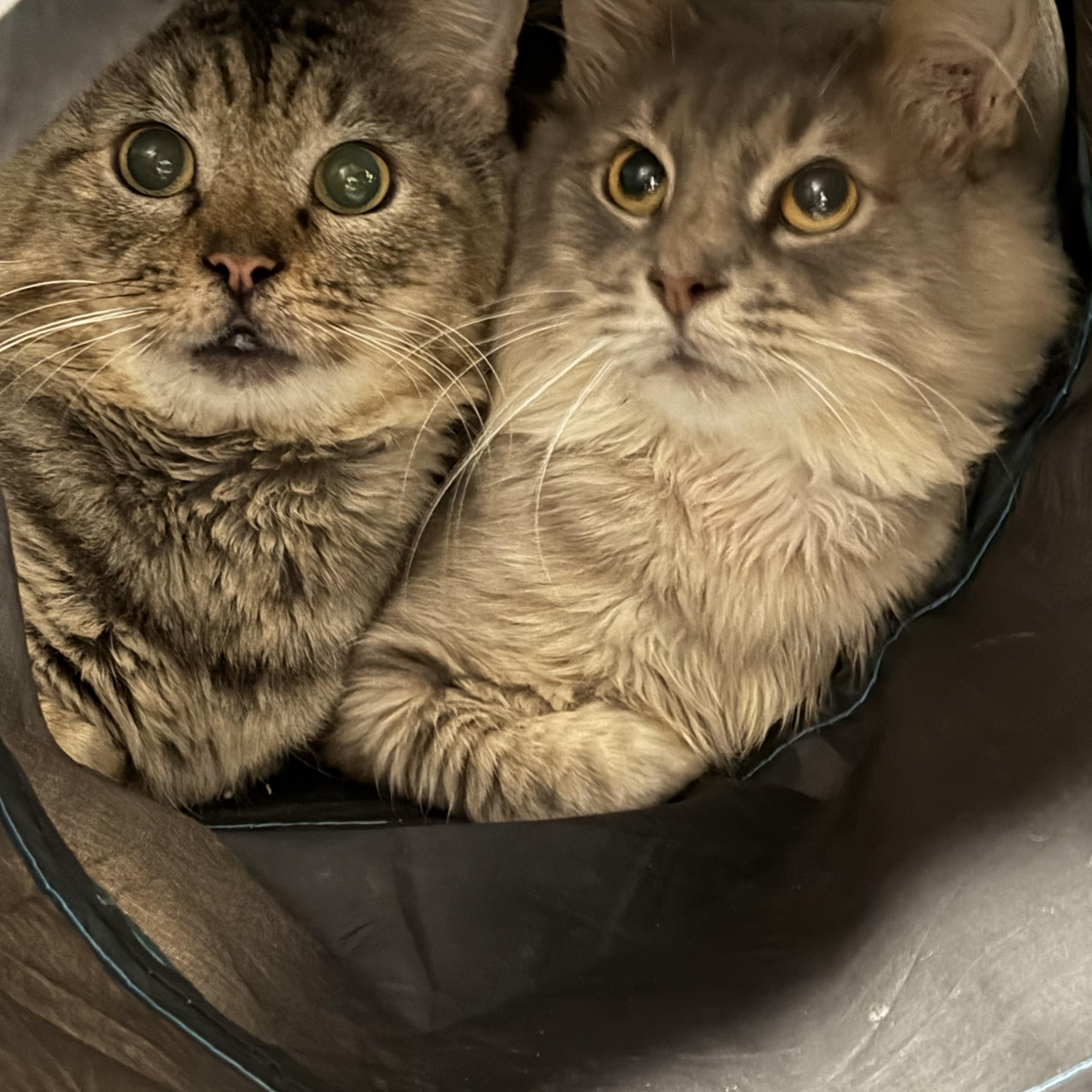 Enlarge Ashfur, a Adoptable Domestic Medium Hair in Pottsville, PA image 2/4
