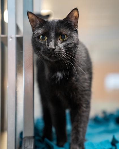 Bonnie, Adoptable, Adult Female Domestic Short Hair & Domestic Short Hair.