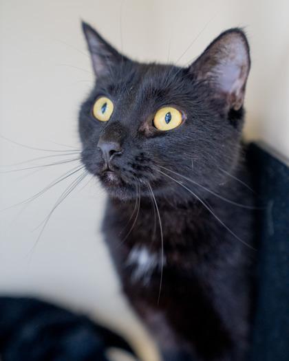 Bonnie, a Adoptable mixed breed in Pequot Lakes, MN image 2/2