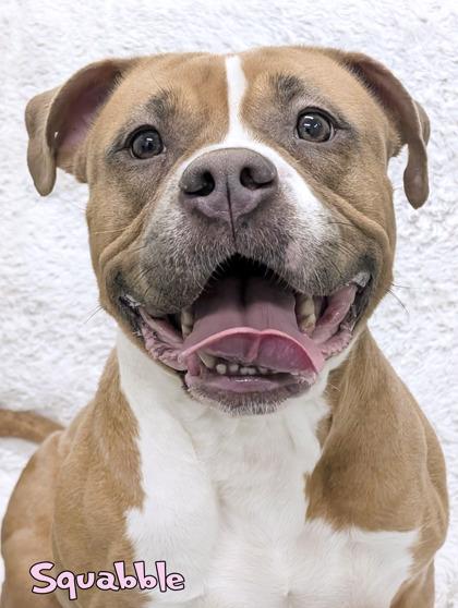 Enlarge Squabble, a Adoptable mixed breed in Mason, MI image 1/2