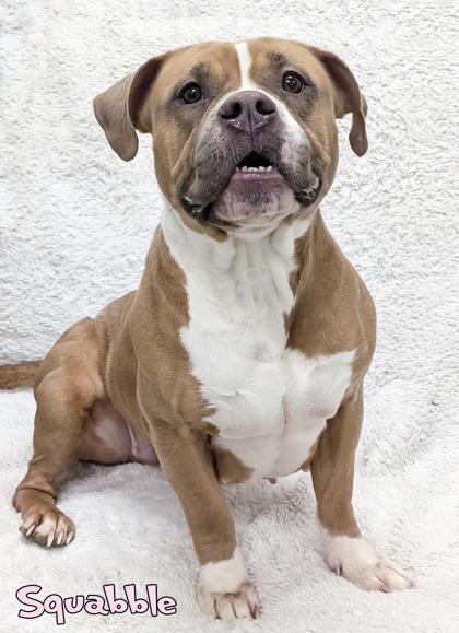 Enlarge Squabble, a Adoptable mixed breed in Mason, MI image 2/2