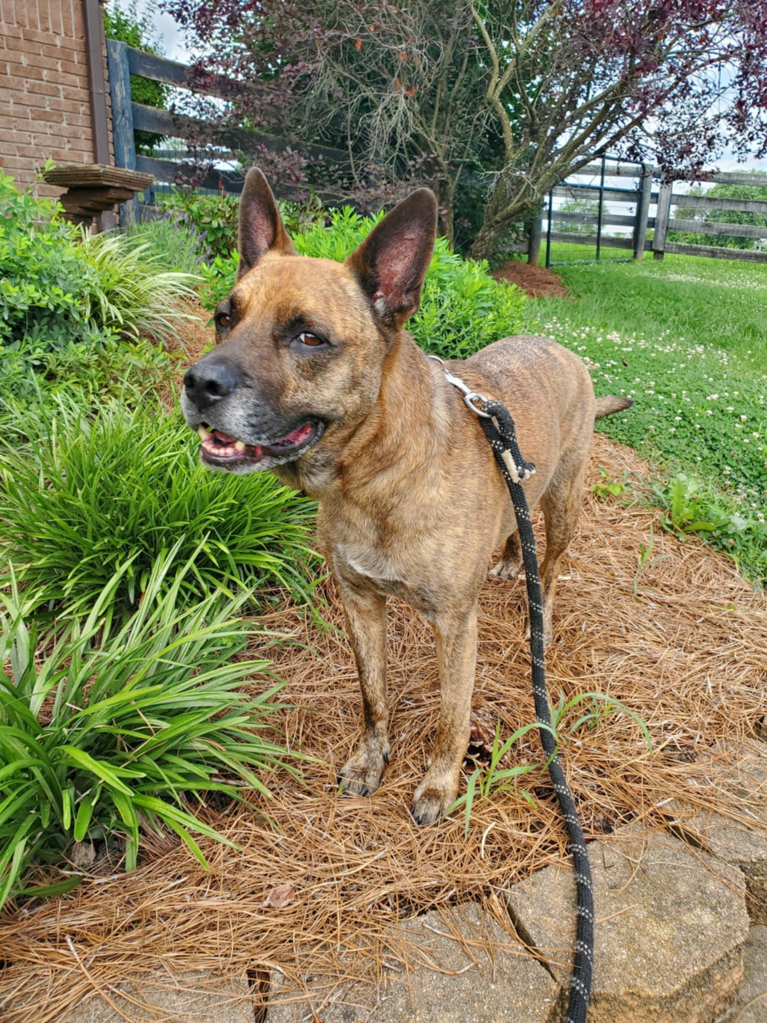 Nico - Paws Behind Bars Prison Trained, Adoptable, Senior Male Mastiff.