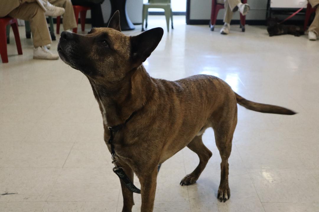 Enlarge Nico - Paws Behind Bars Prison Trained, a Adoptable mixed breed in Goshen, KY image 3/5