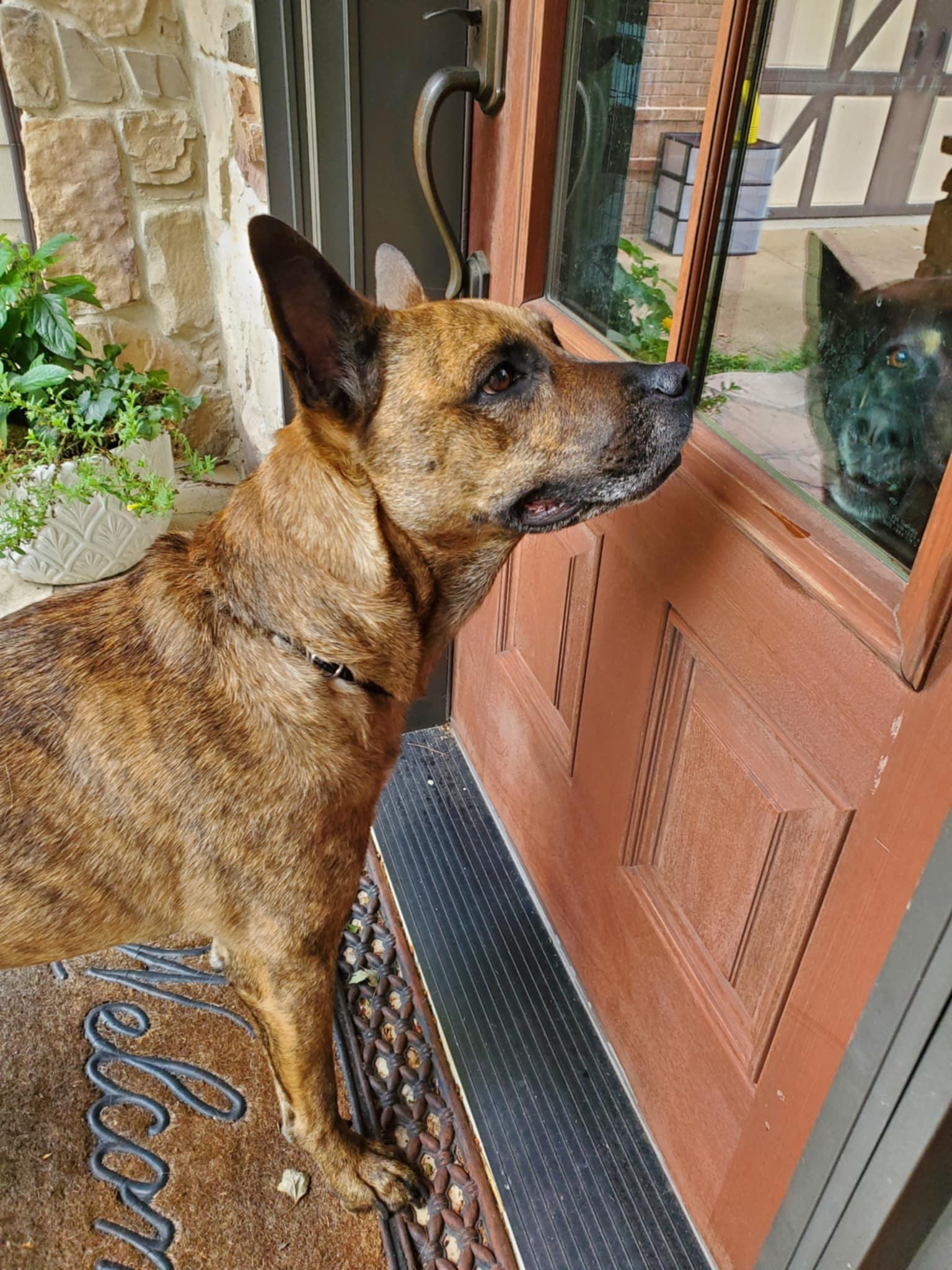 Enlarge Nico - Paws Behind Bars Prison Trained, a Adoptable mixed breed in Goshen, KY image 4/5