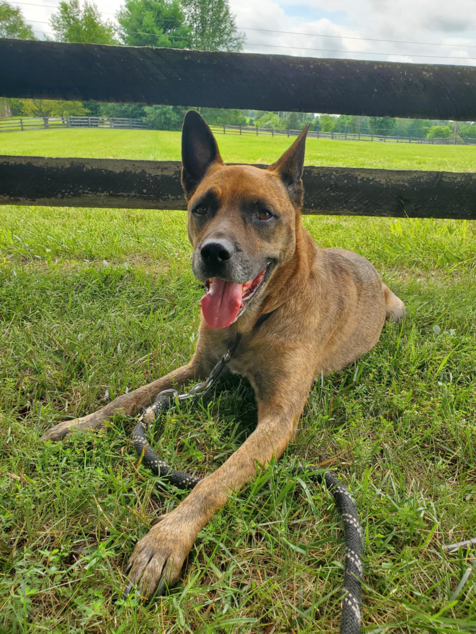 Enlarge Nico - Paws Behind Bars Prison Trained, a Adoptable mixed breed in Goshen, KY image 5/5