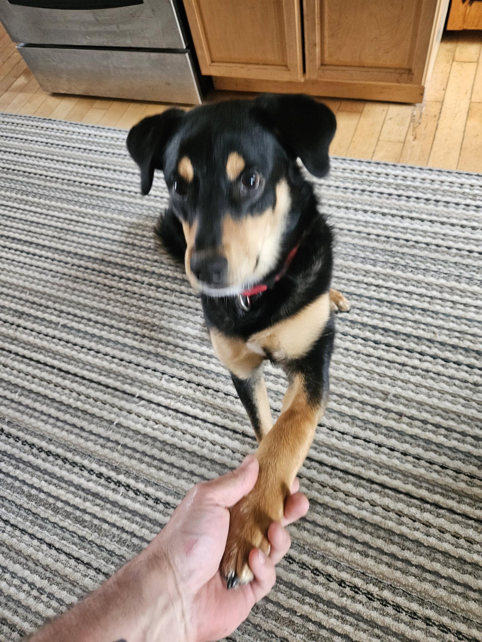 Rufus, Adoptable, Puppy Male Rottweiler.