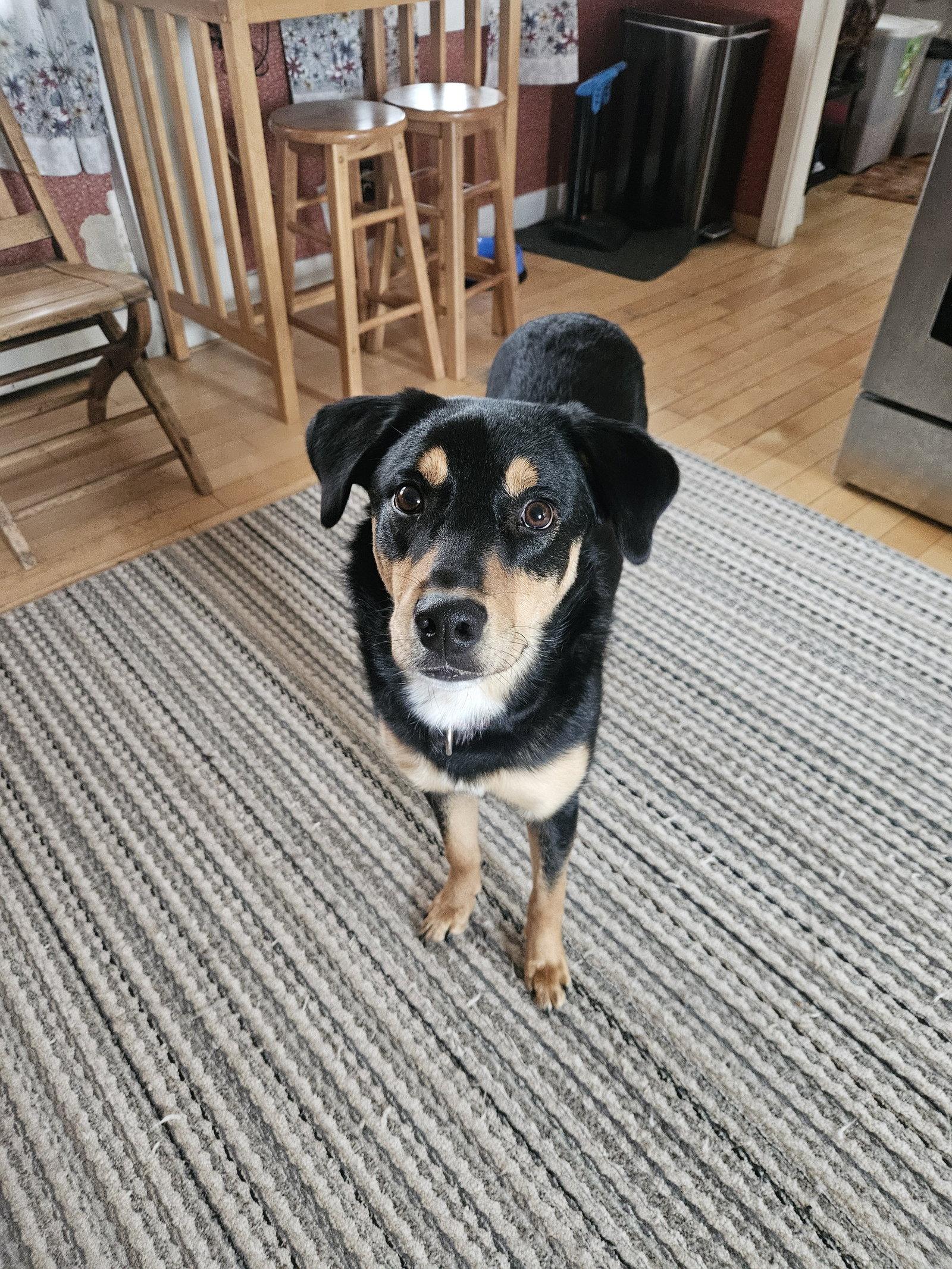 Rufus, a Adoptable Rottweiler in Hillsboro, NH image 2/3