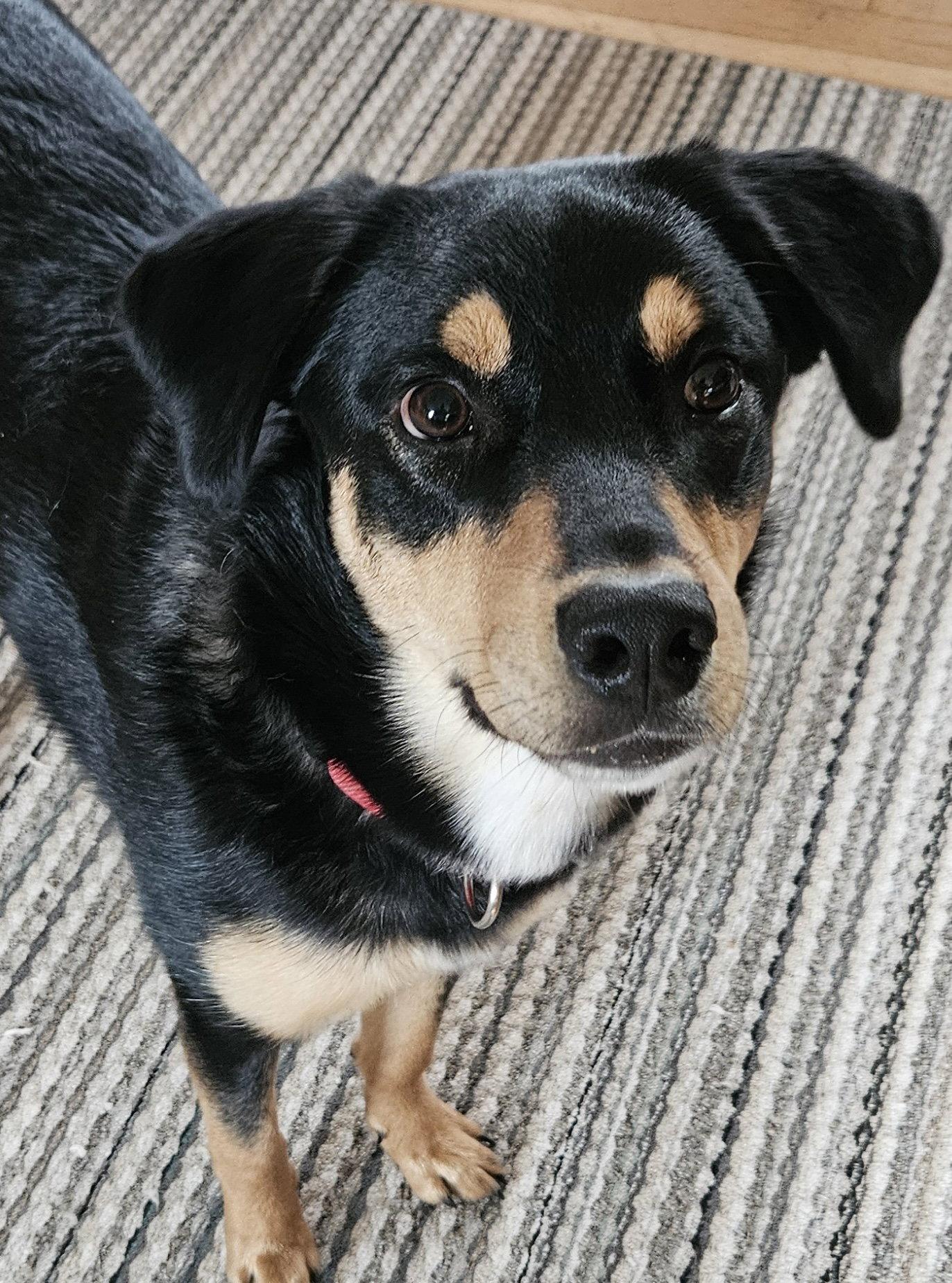 Rufus, a Adoptable Rottweiler in Hillsboro, NH image 3/3