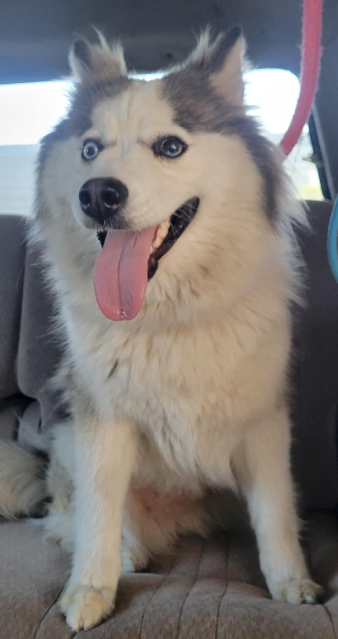 Enlarge Mila, a Adoptable mixed breed in Los Angeles, CA image 1/3