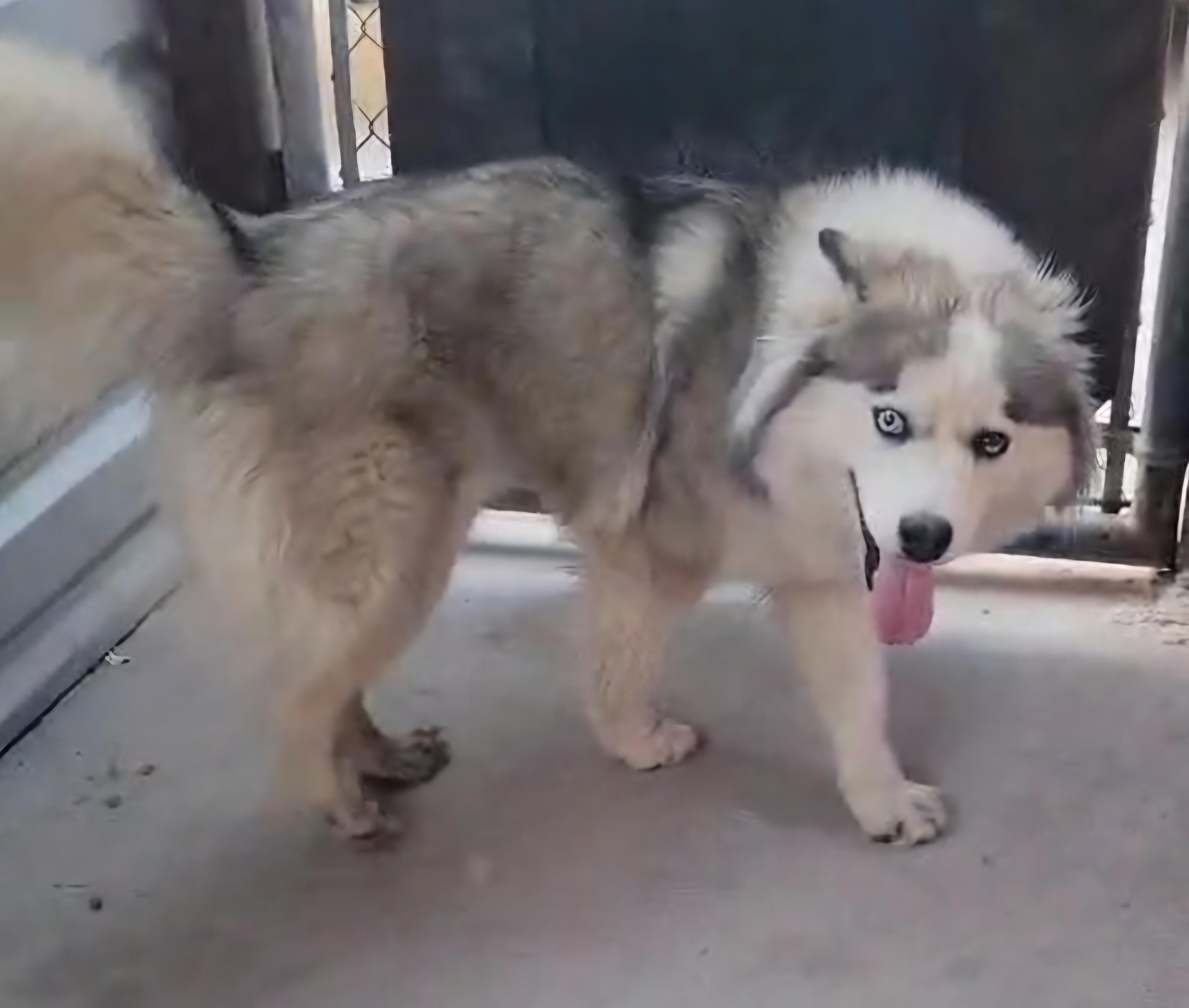 Enlarge Mila, a Adoptable mixed breed in Los Angeles, CA image 2/3