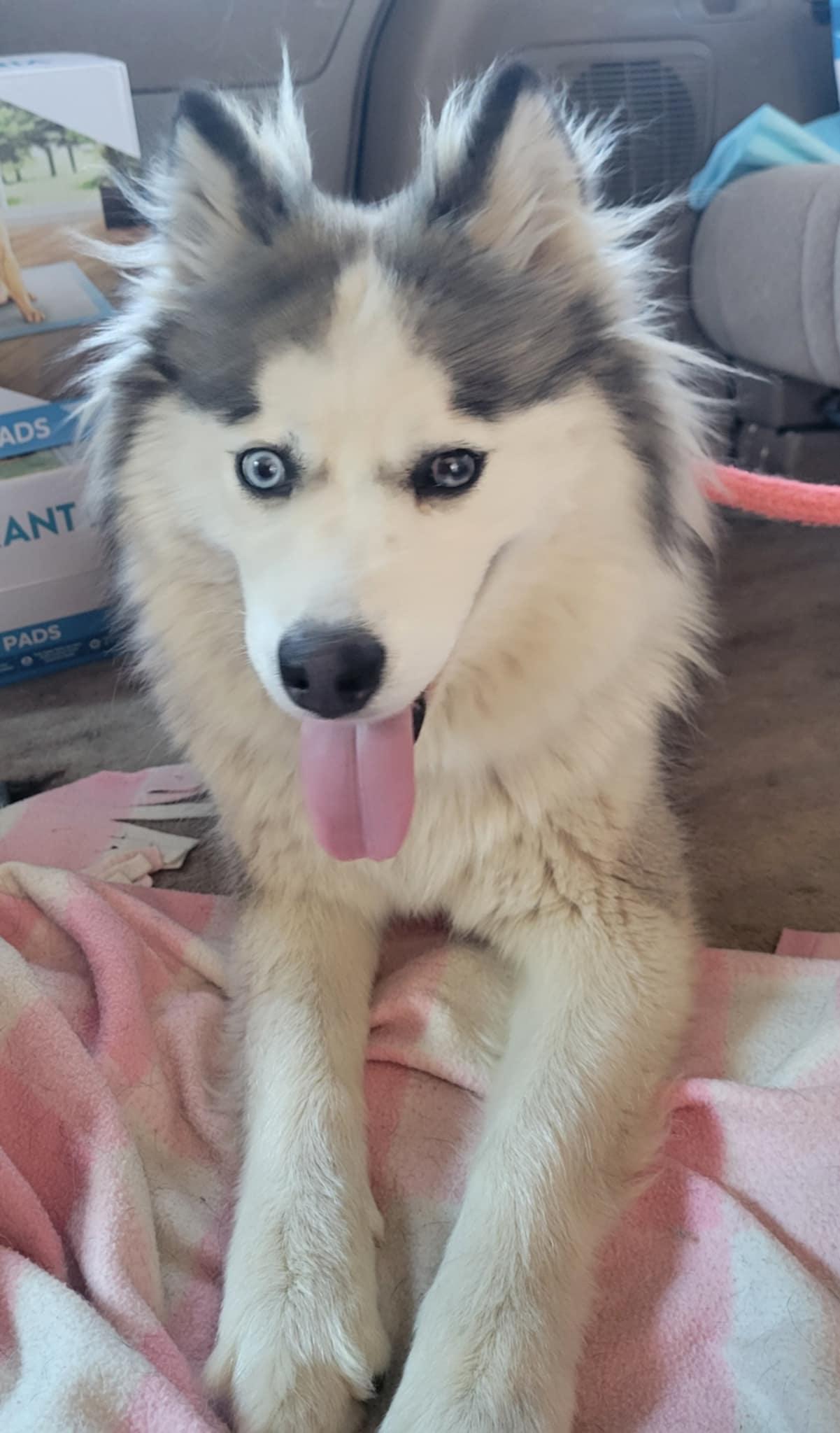 Enlarge Mila, a Adoptable mixed breed in Los Angeles, CA image 3/3