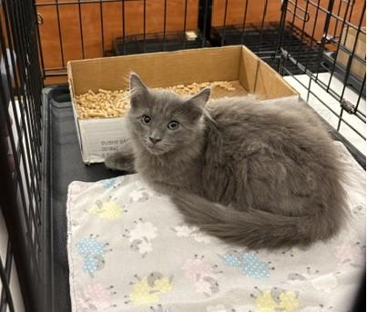 Rodrigo, Adopted, Kitten Male Russian Blue.