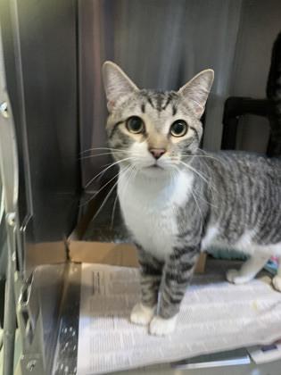 Enlarge Augustus, an adopted Domestic Short Hair in Georgetown, SC image 1/1
