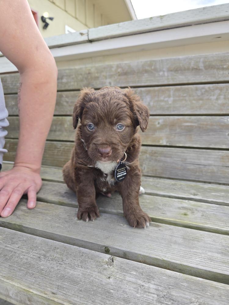 Enlarge Jalapeno, a Adopted mixed breed in Pacifica, CA image 2/2