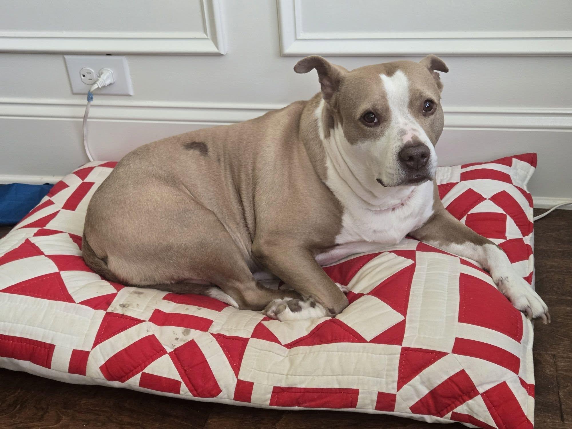 Sophie, Adoptable, Adult Female Pit Bull Terrier.