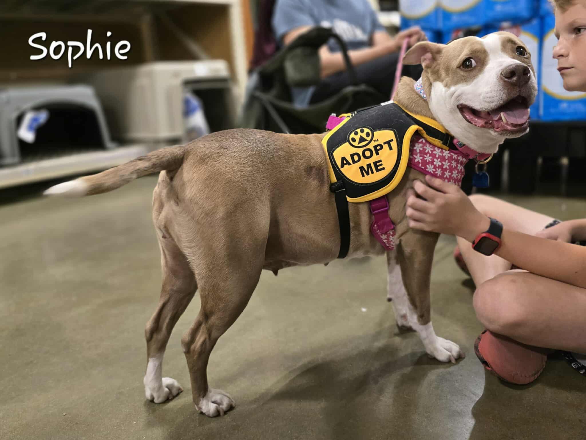 Enlarge Sophie, a Adoptable Pit Bull Terrier in Bishop, GA image 4/6