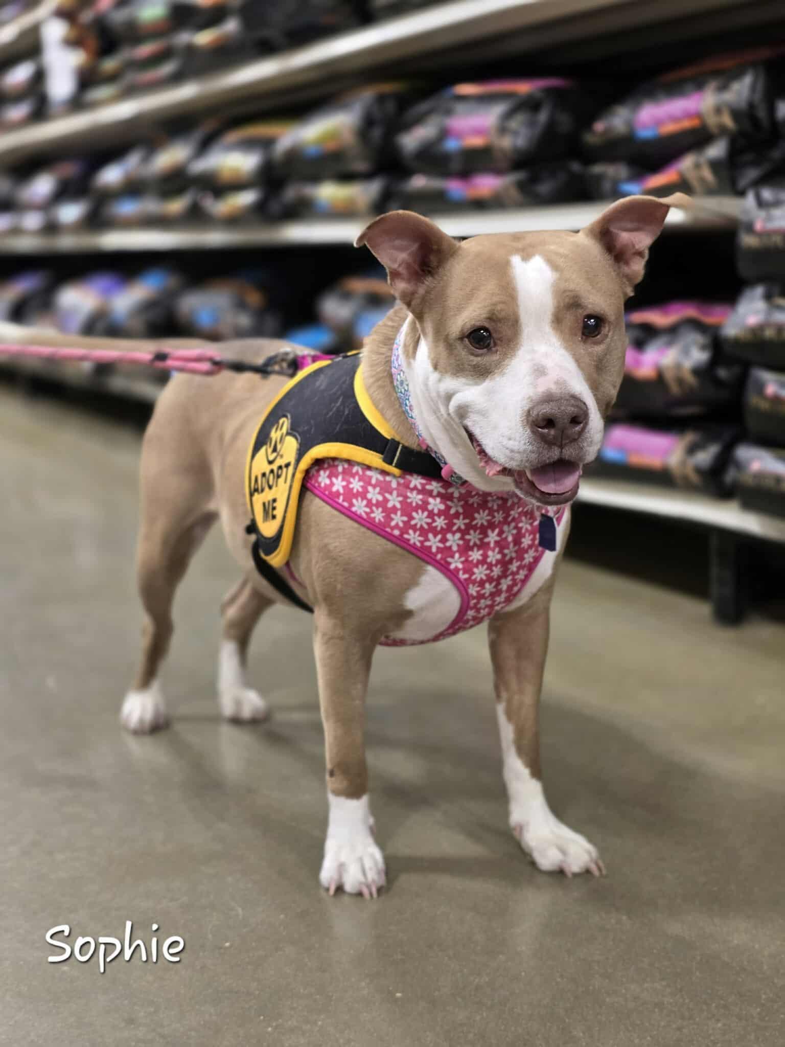 Enlarge Sophie, a Adoptable Pit Bull Terrier in Bishop, GA image 6/6