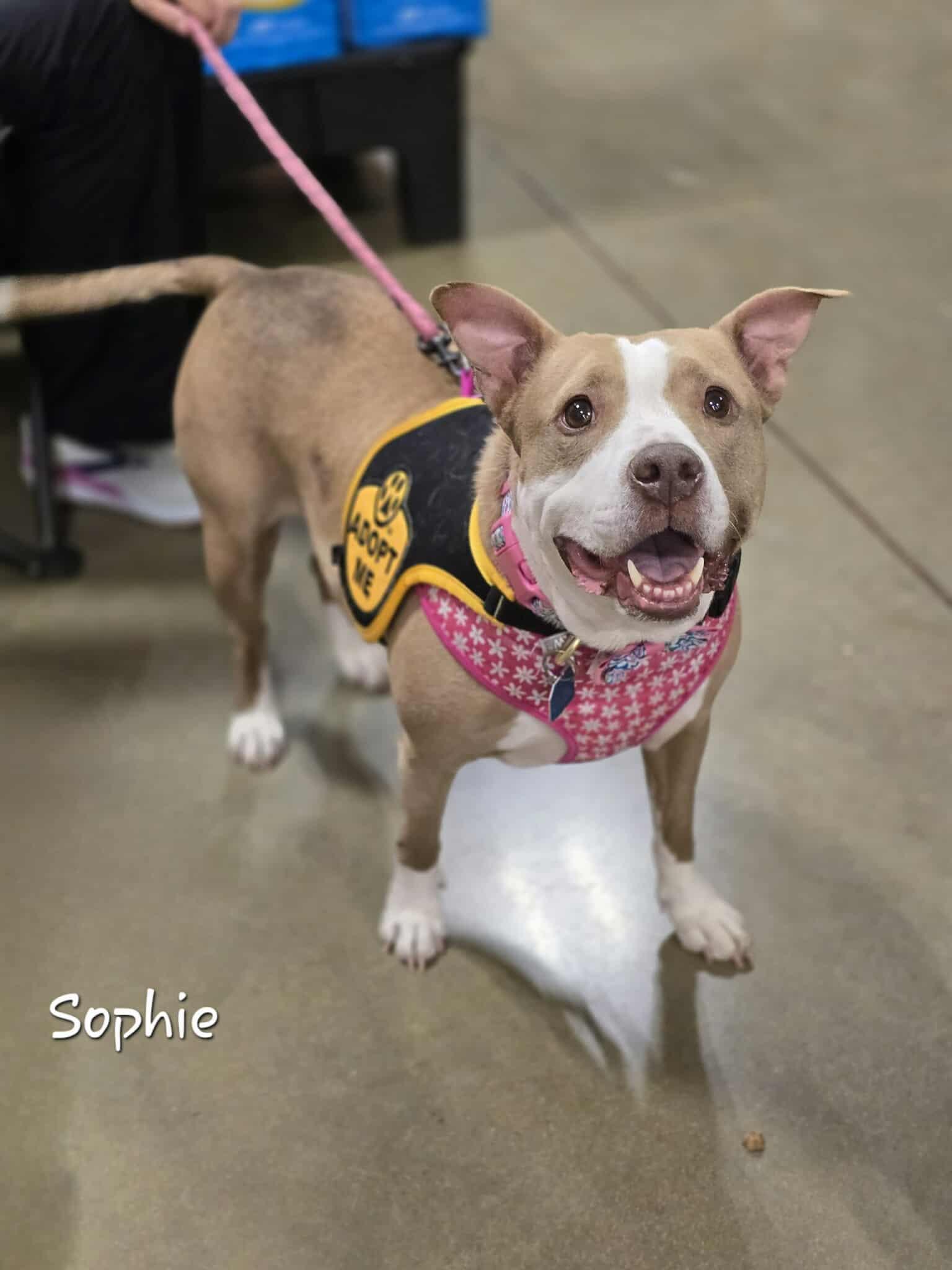Sophie, Adoptable, Adult Female Pit Bull Terrier.