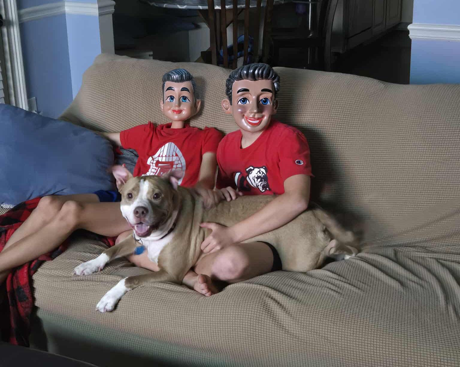 Sophie, Adoptable, Adult Female Pit Bull Terrier.