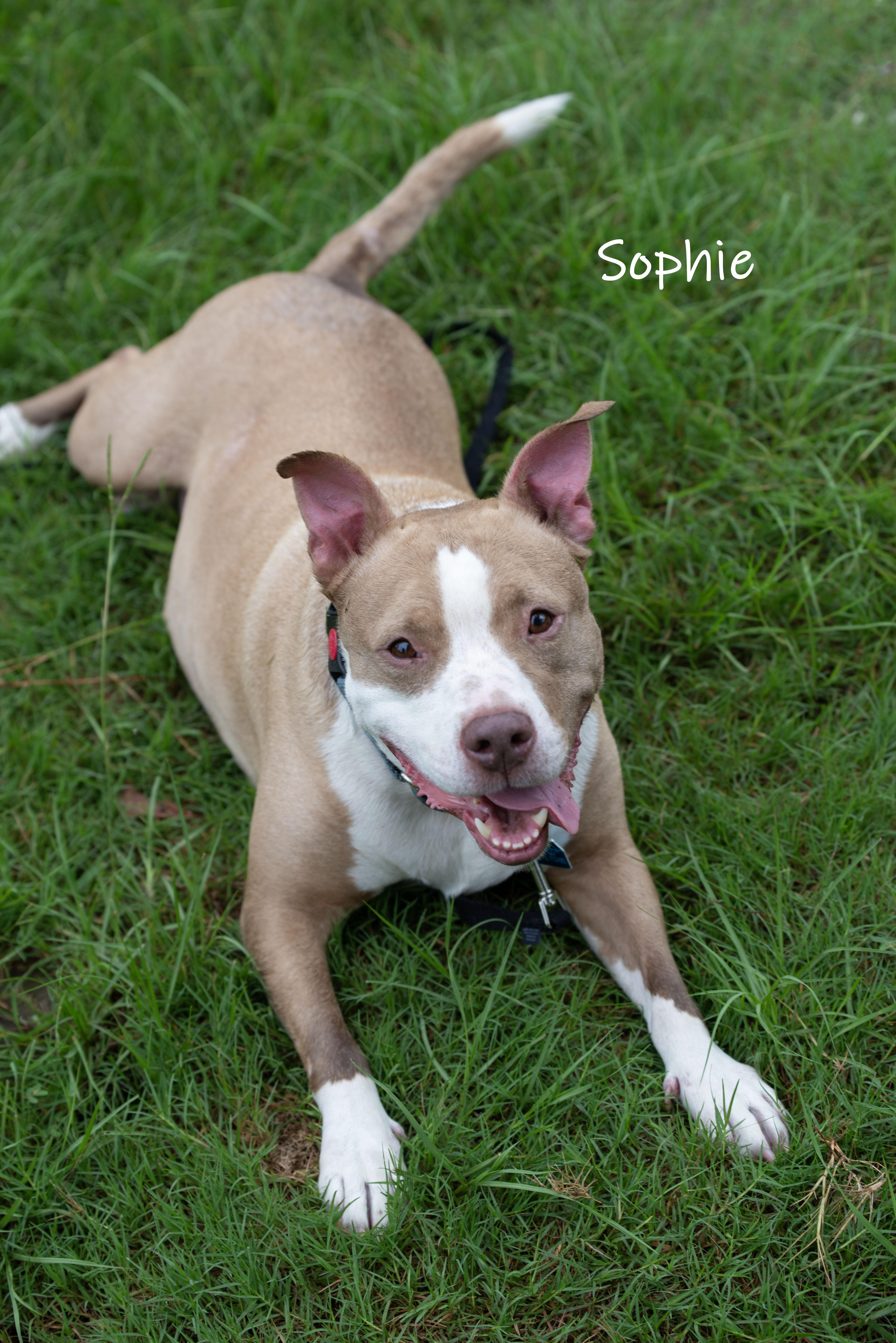 Enlarge Sophie, a Adoptable Pit Bull Terrier in Bishop, GA image 3/6