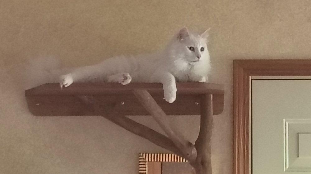 Casper, a Adoptable Domestic Long Hair in O'Fallon, MO image 1/3