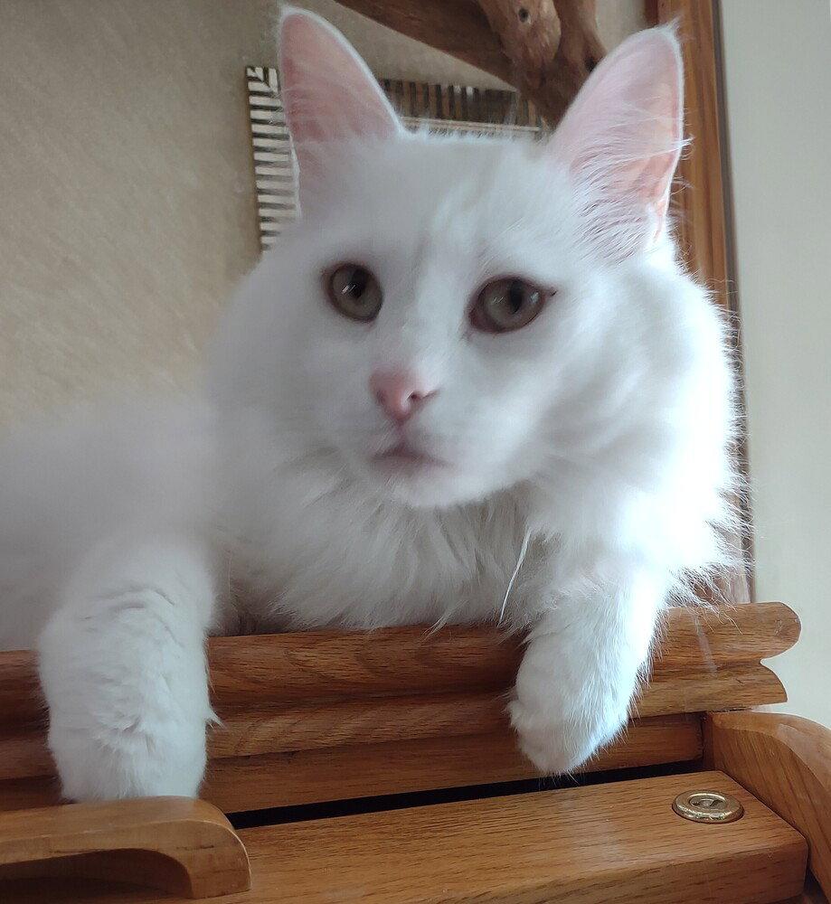 Casper, a Adoptable Domestic Long Hair in O'Fallon, MO image 2/3
