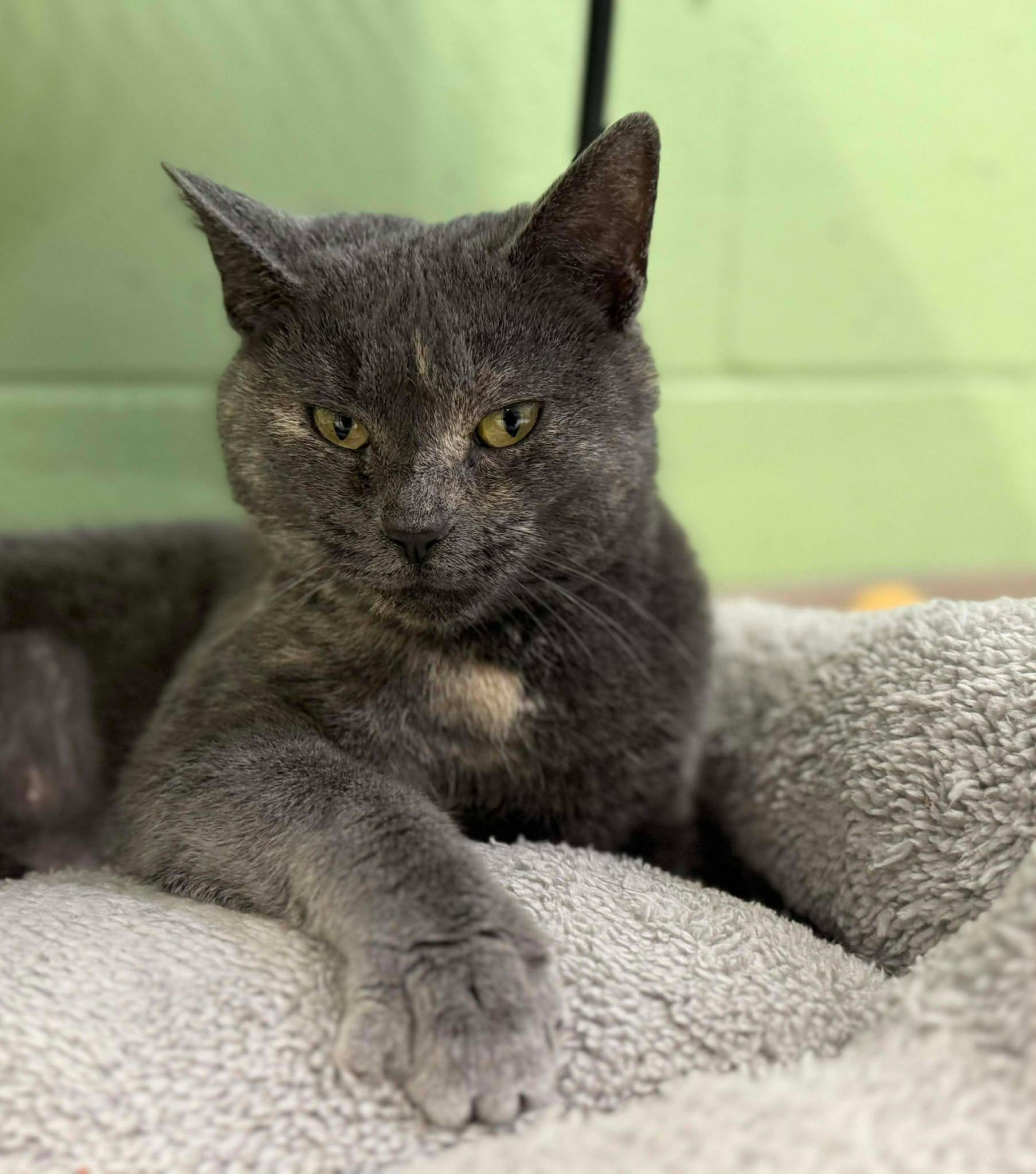 Enlarge Timber, an adoptable Domestic Short Hair in Leitchfield, KY image 1/3