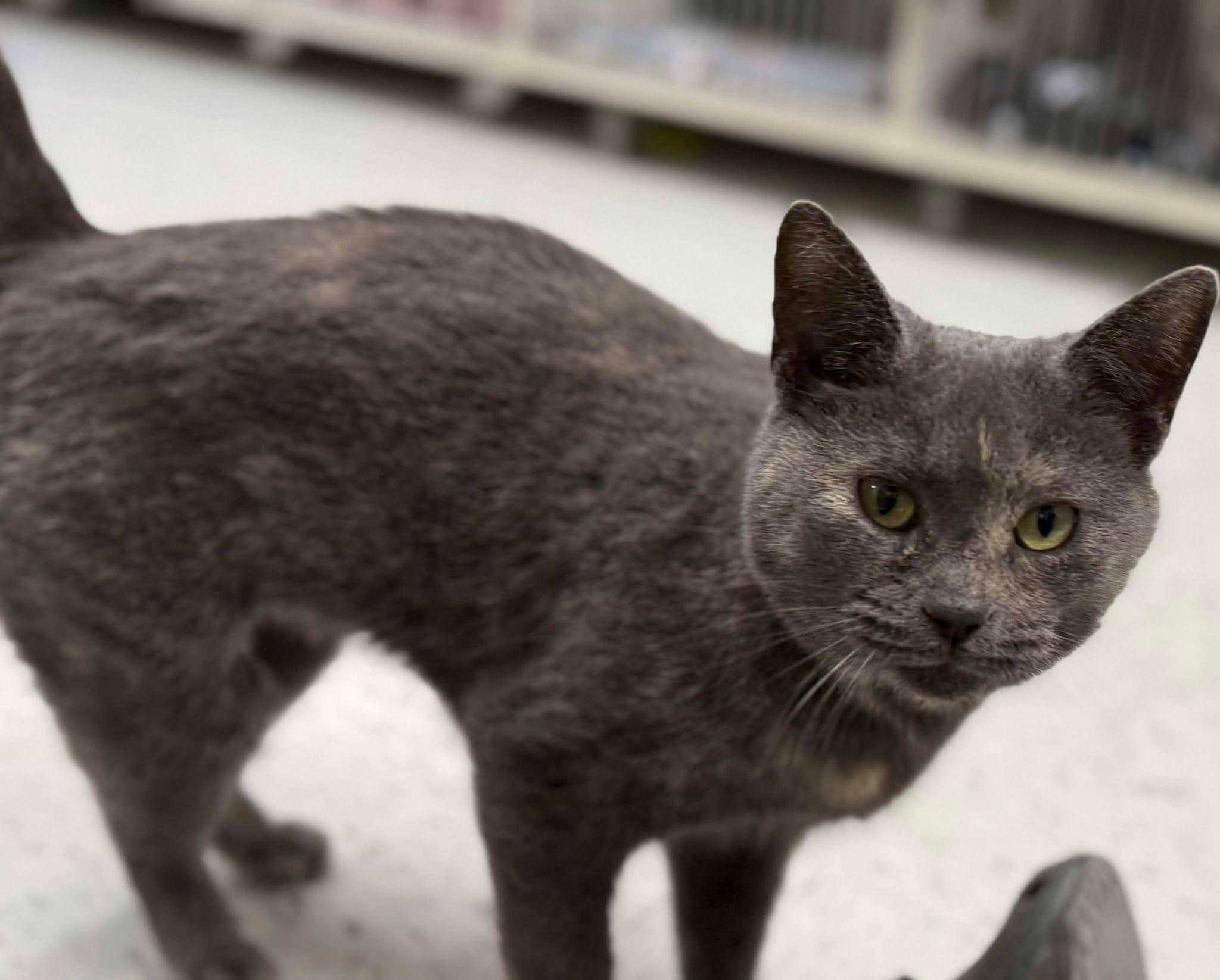 Enlarge Timber, an adoptable Domestic Short Hair in Leitchfield, KY image 2/3