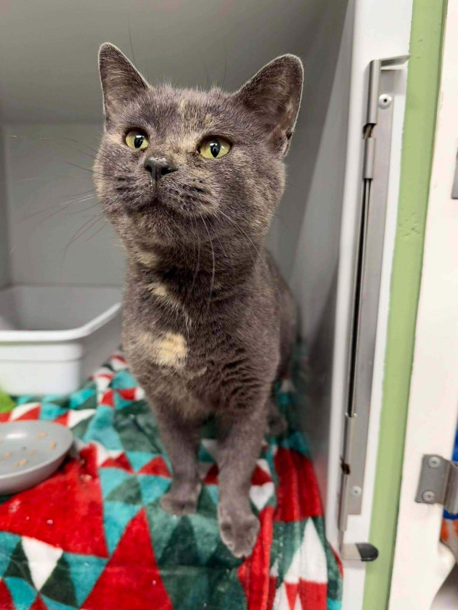 Enlarge Timber, an adoptable Domestic Short Hair in Leitchfield, KY image 3/3