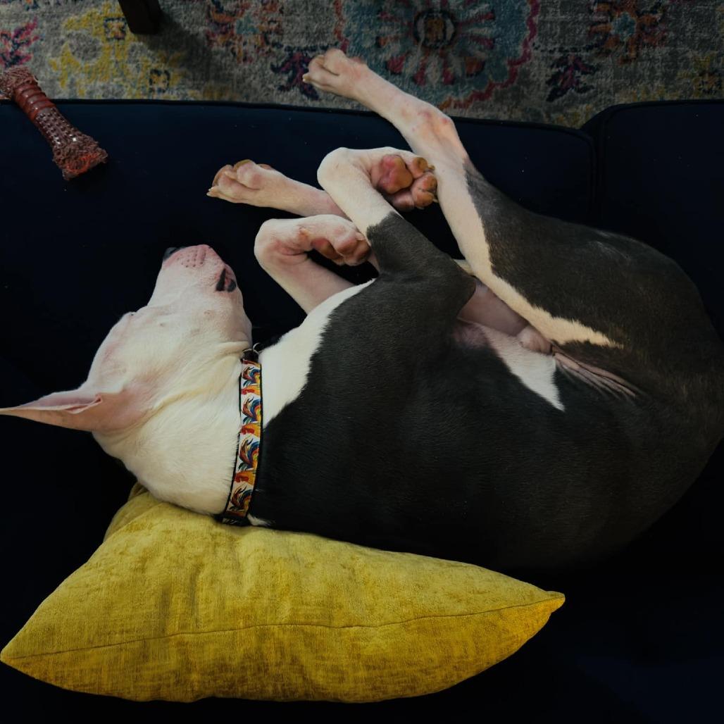 Rooster, Adoptable, Adult Male Mixed Breed.