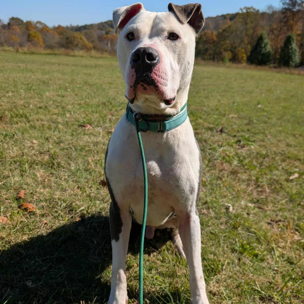 Rooster, Adoptable, Adult Male Mixed Breed.