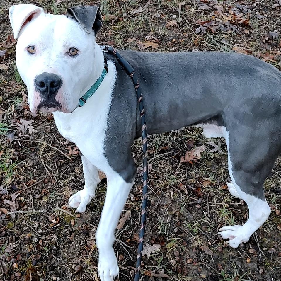 Enlarge Rooster, a Adoptable Mixed Breed in Clarksville, TN image 3/6