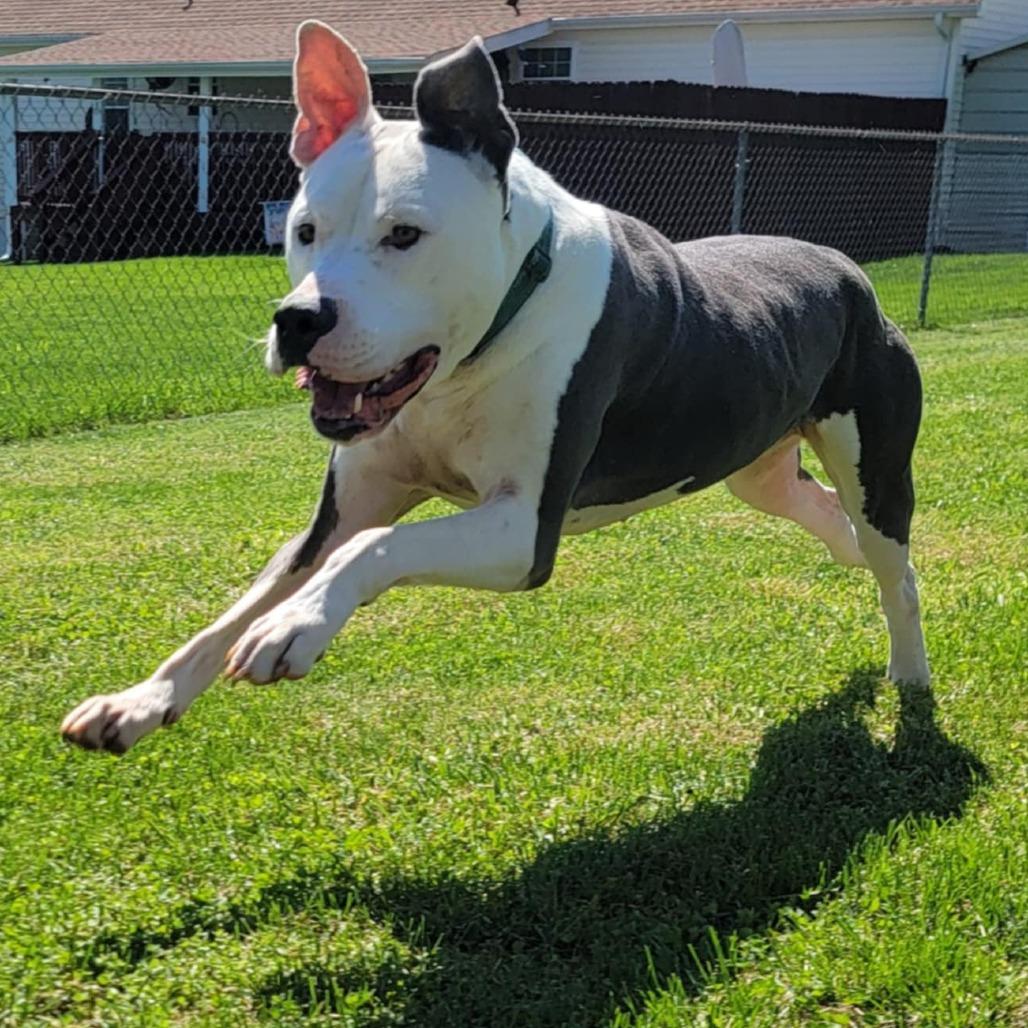 Enlarge Rooster, a Adoptable Mixed Breed in Clarksville, TN image 5/6