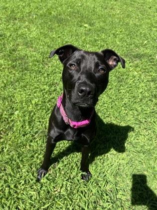 Novi, Adoptable, Adult Female Pit Bull Terrier & Mixed Breed.