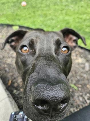 Enlarge Novi, a Adoptable mixed breed in Scotia, NY image 2/3