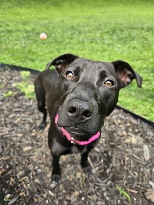 Enlarge Novi, a Adoptable mixed breed in Scotia, NY image 3/3