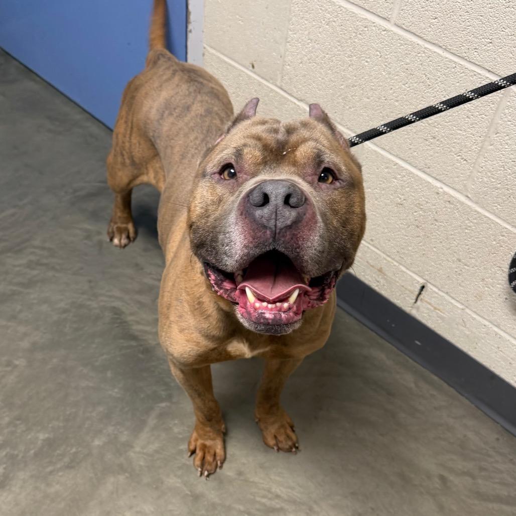 King Arthur, Adoptable, Adult Male Mixed Breed.