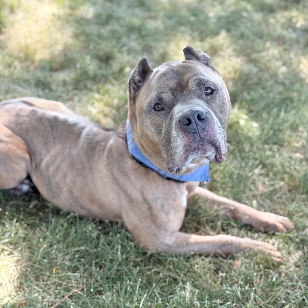Enlarge King Arthur, a Adoptable Mixed Breed in DeKalb, IL image 2/5