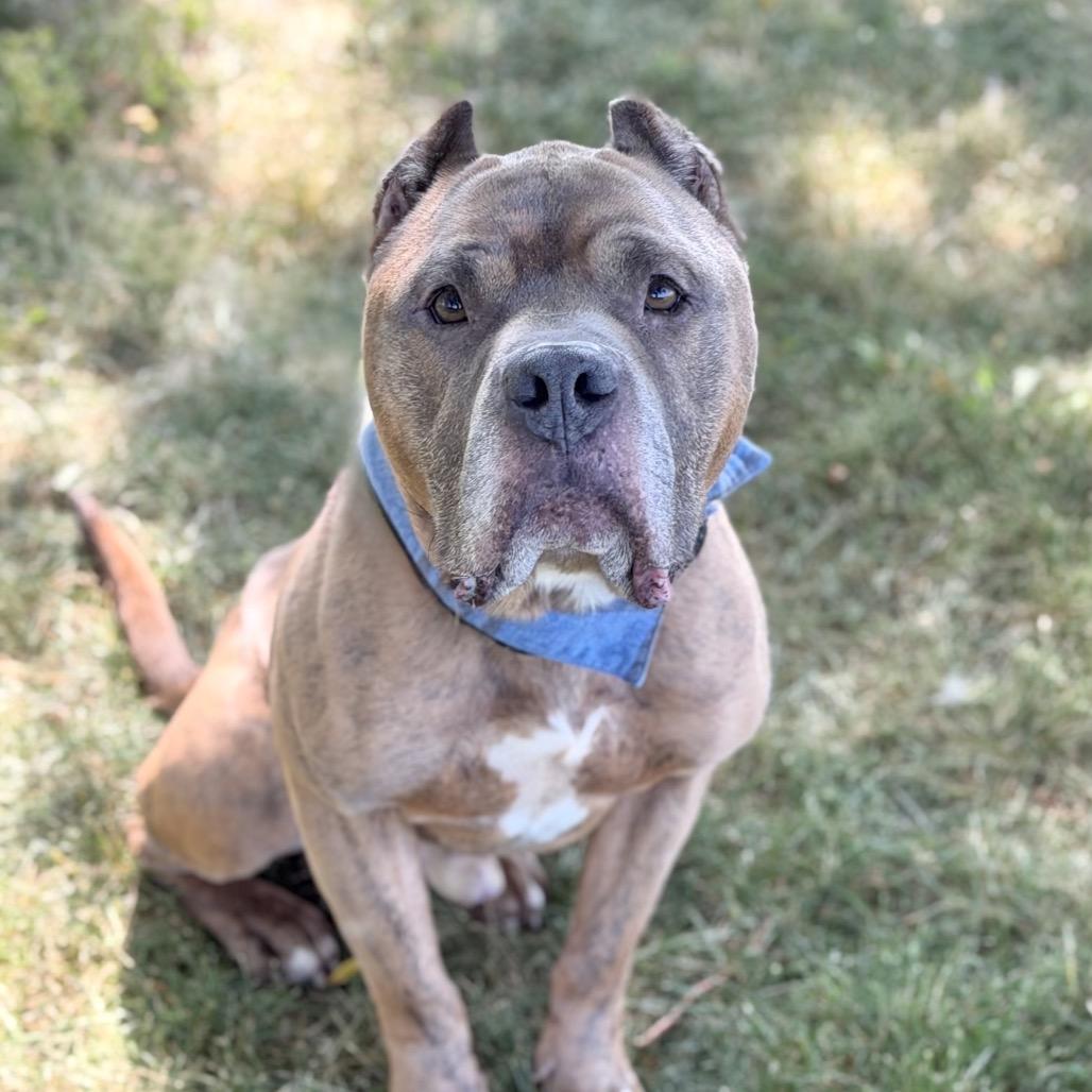Enlarge King Arthur, a Adoptable Mixed Breed in DeKalb, IL image 3/5