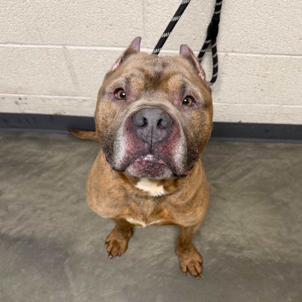 King Arthur, a Adoptable Mixed Breed in DeKalb, IL image 2/3