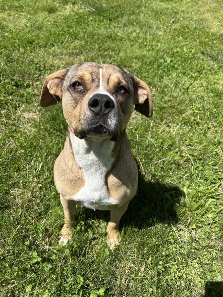 Carrie, Adoptable, Adult Female Hound.