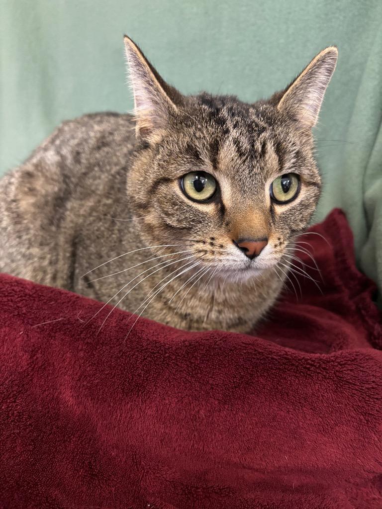 Enlarge Fluffy, a Adoptable mixed breed in Wabash, IN image 1/2