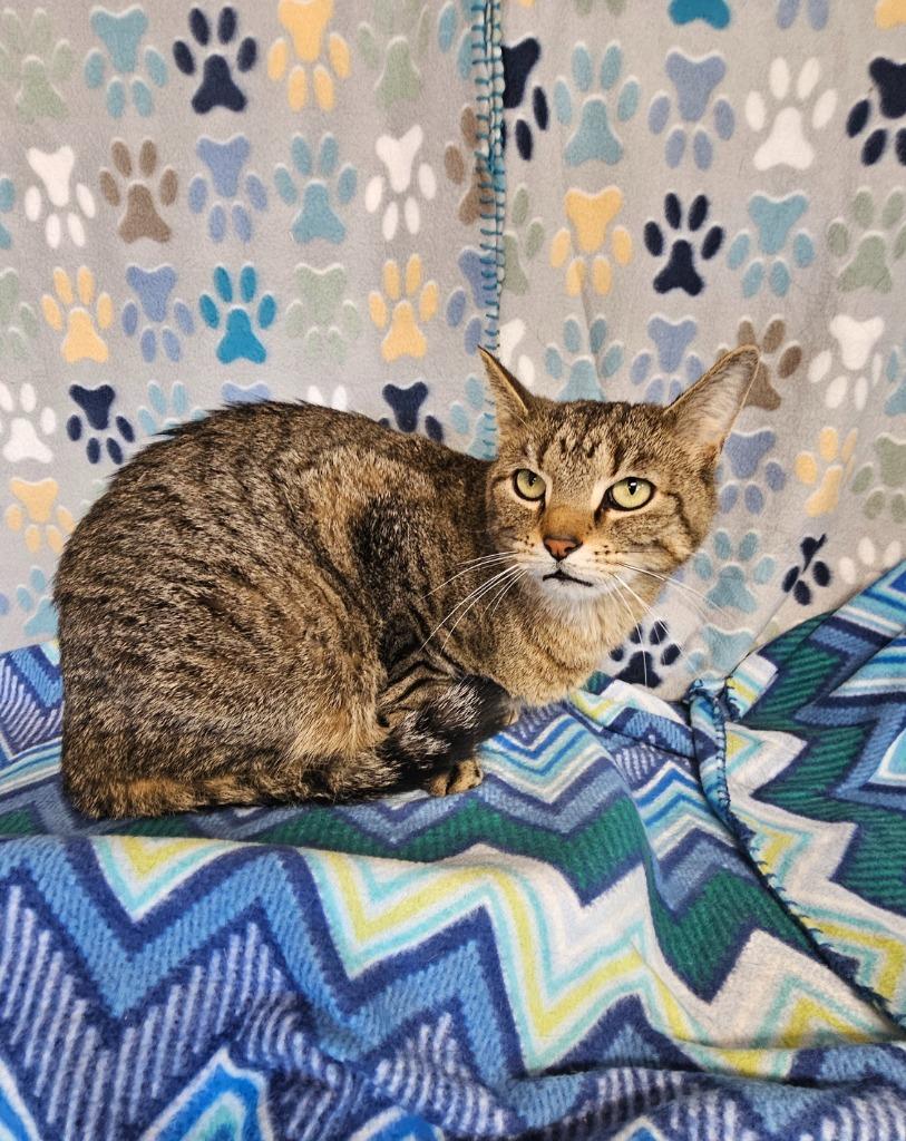 Enlarge Fluffy, a Adoptable mixed breed in Wabash, IN image 2/3