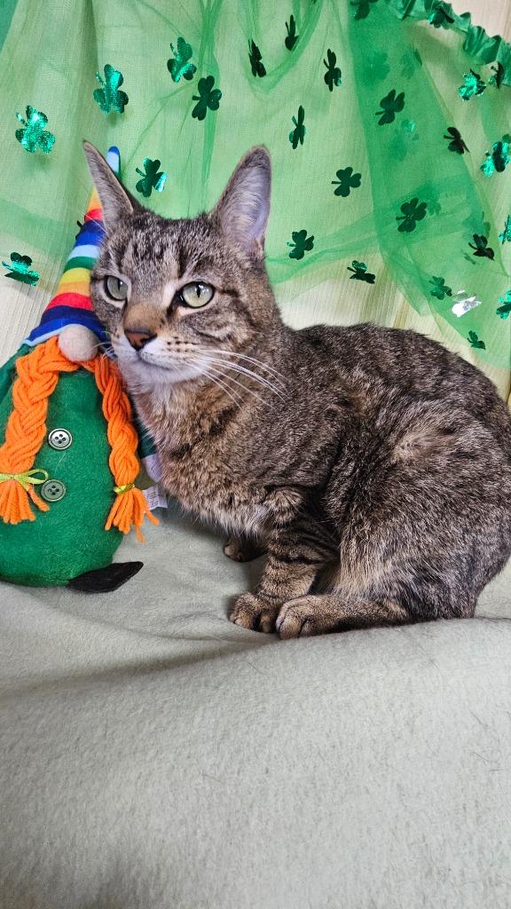 Enlarge Fluffy, a Adoptable mixed breed in Wabash, IN image 2/2